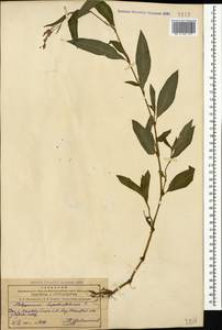 Горец развесистый, Горец щавелелистный (L.) Gray, Кавказ, Азербайджан (K6) (Азербайджан)