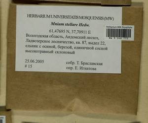 Mnium stellare Hedw., Гербарий мохообразных, Мхи - Архангельская и Вологодская области, Коми, Ненецкий АО (B7) (Россия)