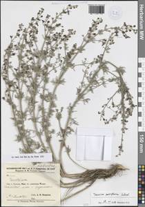 Teucrium parviflorum Schreb., Кавказ, Армения (K5) (Армения)