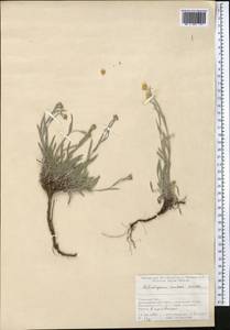 Цмин Мусы Nevski, Средняя Азия и Казахстан, Памир и Памиро-Алай (M2) (Таджикистан)