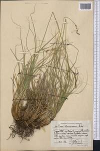 Carex haematostoma Nees, Средняя Азия и Казахстан, Памир и Памиро-Алай (M2) (Таджикистан)