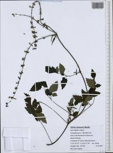 Salvia chinensis Benth., Зарубежная Азия (ASIA) (КНР)