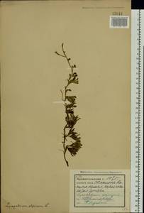 Дифазиаструм альпийский (L.) Holub, Восточная Европа, Северный район (E1) (Россия)