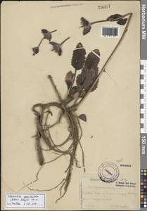 Phlomoides ebracteolata (Popov) Adylov, Kamelin & Makhm., Средняя Азия и Казахстан, Западный Тянь-Шань и Каратау (M3) (Узбекистан)