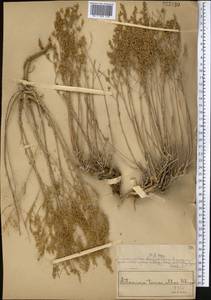 Полынь белоземельная Krasch., Средняя Азия и Казахстан, Муюнкумы, Прибалхашье и Бетпак-Дала (M9) (Казахстан)