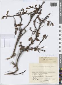 Ива красивая Cham., Сибирь, Чукотка и Камчатка (S7) (Россия)