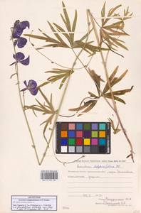 Борец железистый Rapaics, Сибирь, Чукотка и Камчатка (S7) (Россия)