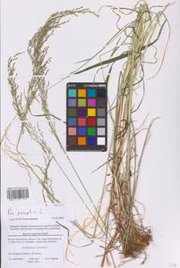 Мятлик болотный L., Восточная Европа, Московская область и Москва (E4a) (Россия)