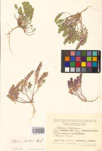 Бурачок туркестанский Regel & Schmalh. ex Regel, Восточная Европа, Нижневолжский район (E9) (Россия)