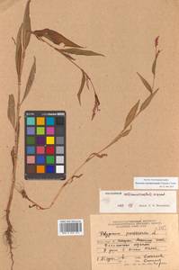 Persicaria extremiorientalis (Vorosch.) Tzvelev, Сибирь, Дальний Восток (S6) (Россия)