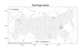 Saxifraga lactea, Камнеломка молочно-белая Turcz., Атлас флоры России (FLORUS) (Россия)