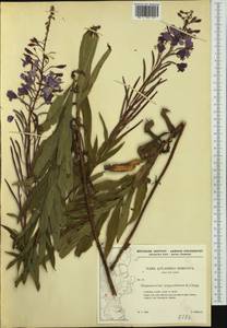 Chamaenerion angustifolium subsp. angustifolium, Западная Европа (EUR) (Дания)