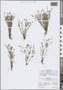 Juncus hybridus Brot., Восточная Европа, Нижневолжский район (E9) (Россия)