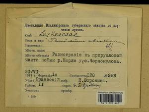 Abietinella abietina (Hedw.) M. Fleisch., Гербарий мохообразных, Мхи - Центральное Нечерноземье (B6) (Россия)