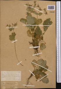 Geum heterocarpum Boiss., Средняя Азия и Казахстан, Западный Тянь-Шань и Каратау (M3) (Казахстан)