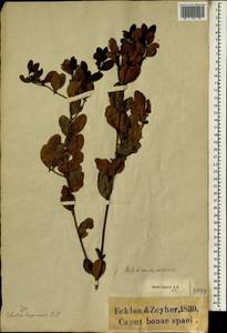 Scutia myrtina (Burm. fil.) Kurz, Африка (AFR) (ЮАР)