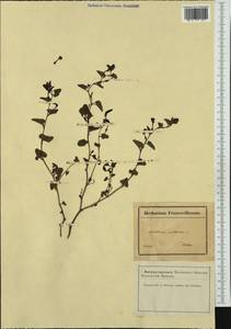 Aristolochia pistolochia L., Западная Европа (EUR) (Франция)