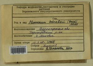 Pleurozium schreberi (Willd. ex Brid.) Mitt., Гербарий мохообразных, Мхи - Центральное Черноземье (B10) (Россия)