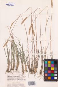 Koeleria macrantha subsp. macrantha, Восточная Европа, Нижневолжский район (E9) (Россия)