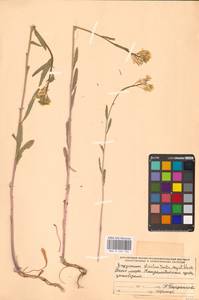 Желтушник душистый Ehrh., Восточная Европа, Северный район (E1) (Россия)