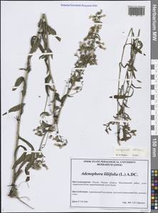 Колокольчик сибирский L., Сибирь, Западная Сибирь (S1) (Россия)