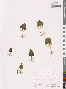 Фиалка  сахалинская W.Becker, Сибирь, Чукотка и Камчатка (S7) (Россия)