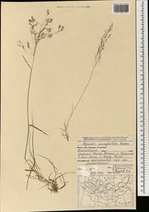 Полевица широкометельчатая Mez, Монголия (MONG) (Монголия)