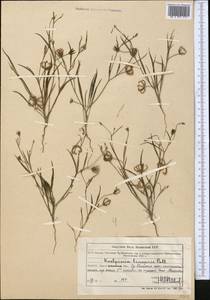 Кельпиния линейная Pall., Средняя Азия и Казахстан, Северный и Центральный Тянь-Шань (M4) (Казахстан)