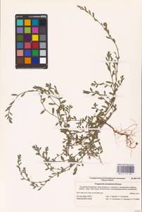 Спорыш простертый, Спорыш обыкновенный Boreau, Восточная Европа, Нижневолжский район (E9) (Россия)