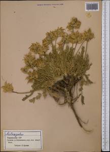 Астрагал, Средняя Азия и Казахстан, Памир и Памиро-Алай (M2) (Таджикистан)