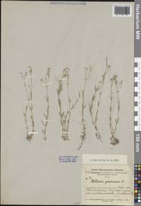 Звездчатка злаковая, Звездчатка злаковидная L., Средняя Азия и Казахстан, Муюнкумы, Прибалхашье и Бетпак-Дала (M9) (Казахстан)