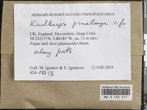 Kindbergia praelonga (Hedw.) Ochyra, Гербарий мохообразных, Мхи - Западная Европа (BEu) (Великобритания)