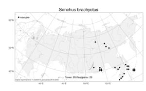 Sonchus brachyotus, Осот короткоухий DC., Атлас флоры России (FLORUS) (Россия)