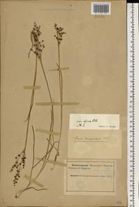 Ситник альпийскочленистый Chaix, Восточная Европа, Северный район (E1) (Россия)