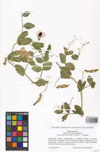Lathyrus oleraceus Lam., Восточная Европа, Московская область и Москва (E4a) (Россия)