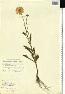 Нивяник обыкновенный, Поповник Lam., Восточная Европа, Московская область и Москва (E4a) (Россия)