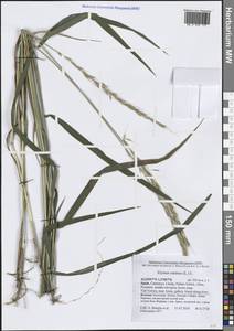 Пырейник собачий (L.) L., Западная Европа (EUR) (Испания)