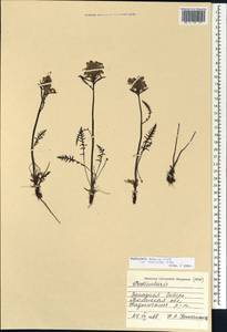 Мытник судетский Willd., Сибирь, Западная Сибирь (S1) (Россия)