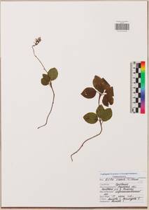 Ортилия однобокая (L.) House, Восточная Европа, Центральный район (E4) (Россия)