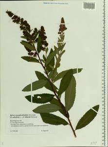 Spiraea ×pseudosalicifolia Silverside, Восточная Европа, Центральный район (E4) (Россия)