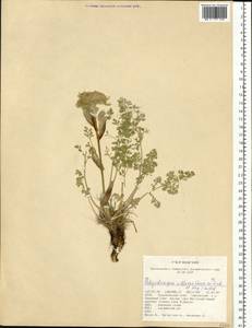 Вздутоплодник волосистый (Turcz. ex Fisch. & C.A.Mey.) Turcz. ex Ledeb., Сибирь, Алтай и Саяны (S2) (Россия)