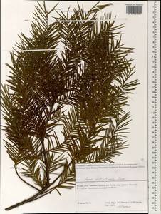 Taxus wallichiana Zucc., Зарубежная Азия (ASIA) (Индия)