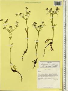 Chamaesium thalictrifolium H. Wolff, Зарубежная Азия (ASIA) (КНР)