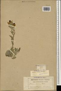 Оносма шелковистая Willd., Кавказ, Грузия (K4) (Грузия)
