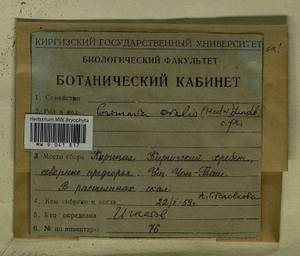 Grimmia ovalis (Hedw.) Lindb., Гербарий мохообразных, Мхи - Средняя Азия и Казахстан (B16) (Киргизия)