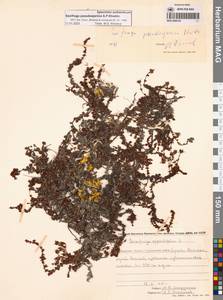 Камнеломка аянская (Sipliv.) Vorosch., Сибирь, Чукотка и Камчатка (S7) (Россия)