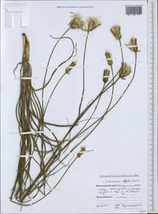 Pseudopodospermum tauricum (M. Bieb.) Vasjukov & Saksonov, Кавказ, Черноморское побережье (от Новороссийска до Адлера) (K3) (Россия)