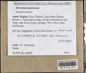 Dicranum japonicum Mitt., Гербарий мохообразных, Мхи - Дальний Восток (без Чукотки и Камчатки) (B20) (Россия)