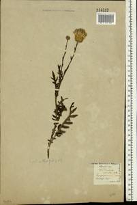 Klasea radiata subsp. radiata, Восточная Европа, Восточный район (E10) (Россия)