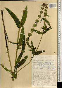 Чистец Ридера Cham., Монголия (MONG) (Монголия)